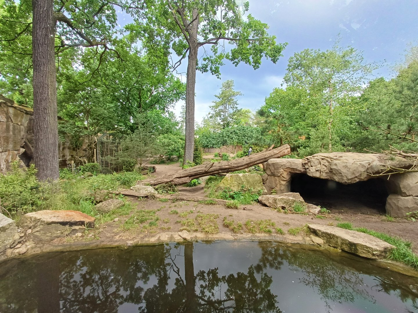 Eurasian Wolf- enclosure