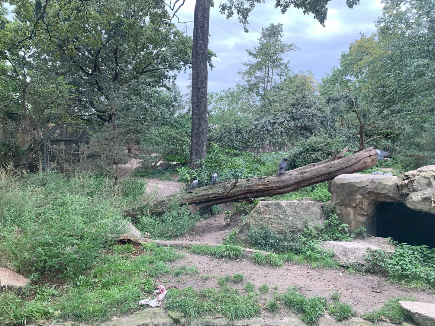 Eurasian Wolf enclosure