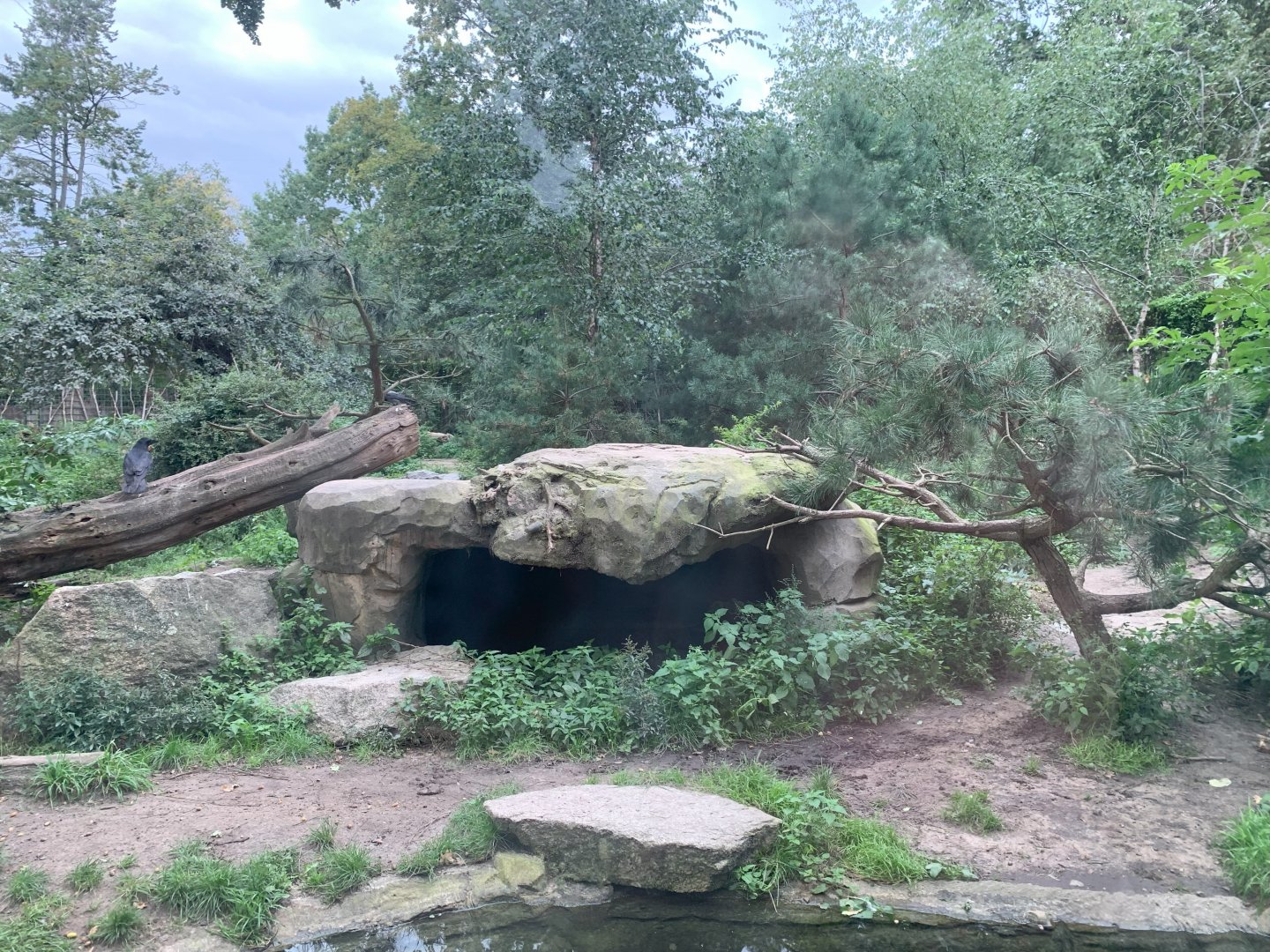 Eurasian Wolf enclosure