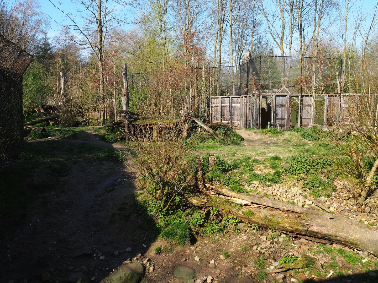 Eurasian wolf exhibit, 2019-03-30