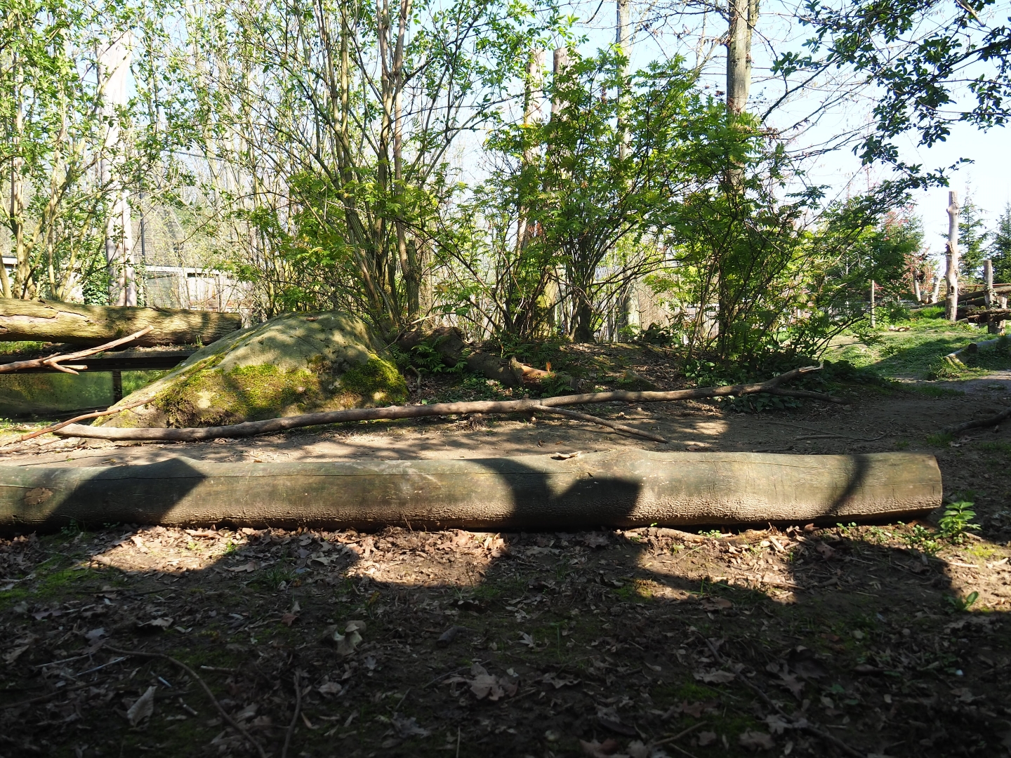 Eurasian wolf exhibit, 2019-03-30