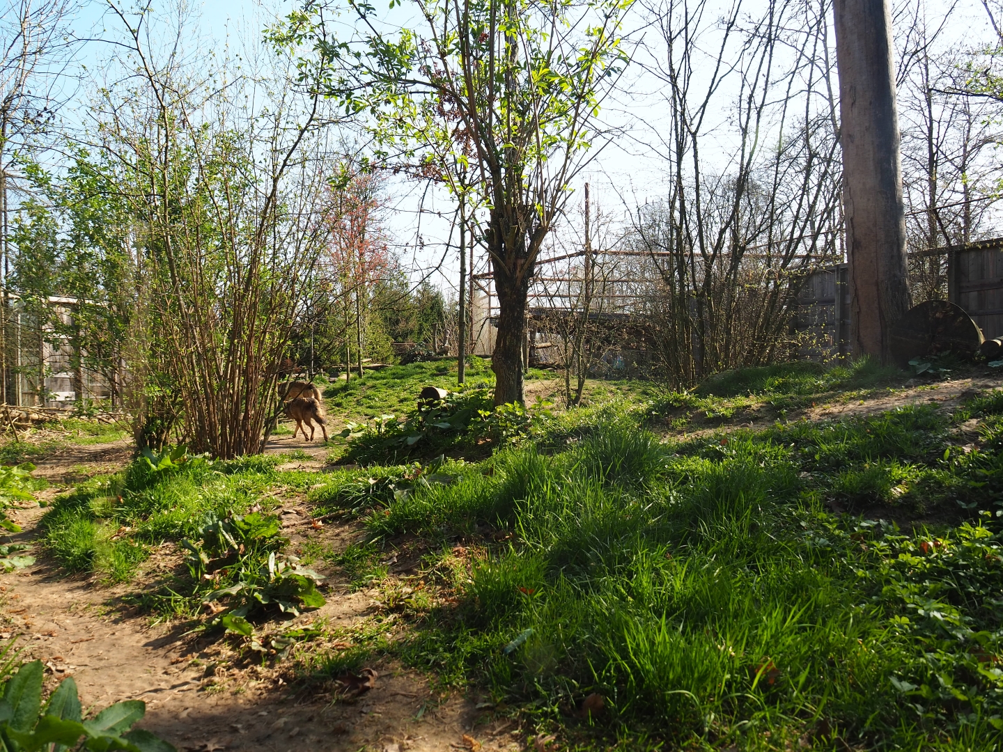 Eurasian wolf exhibit, 2019-03-30