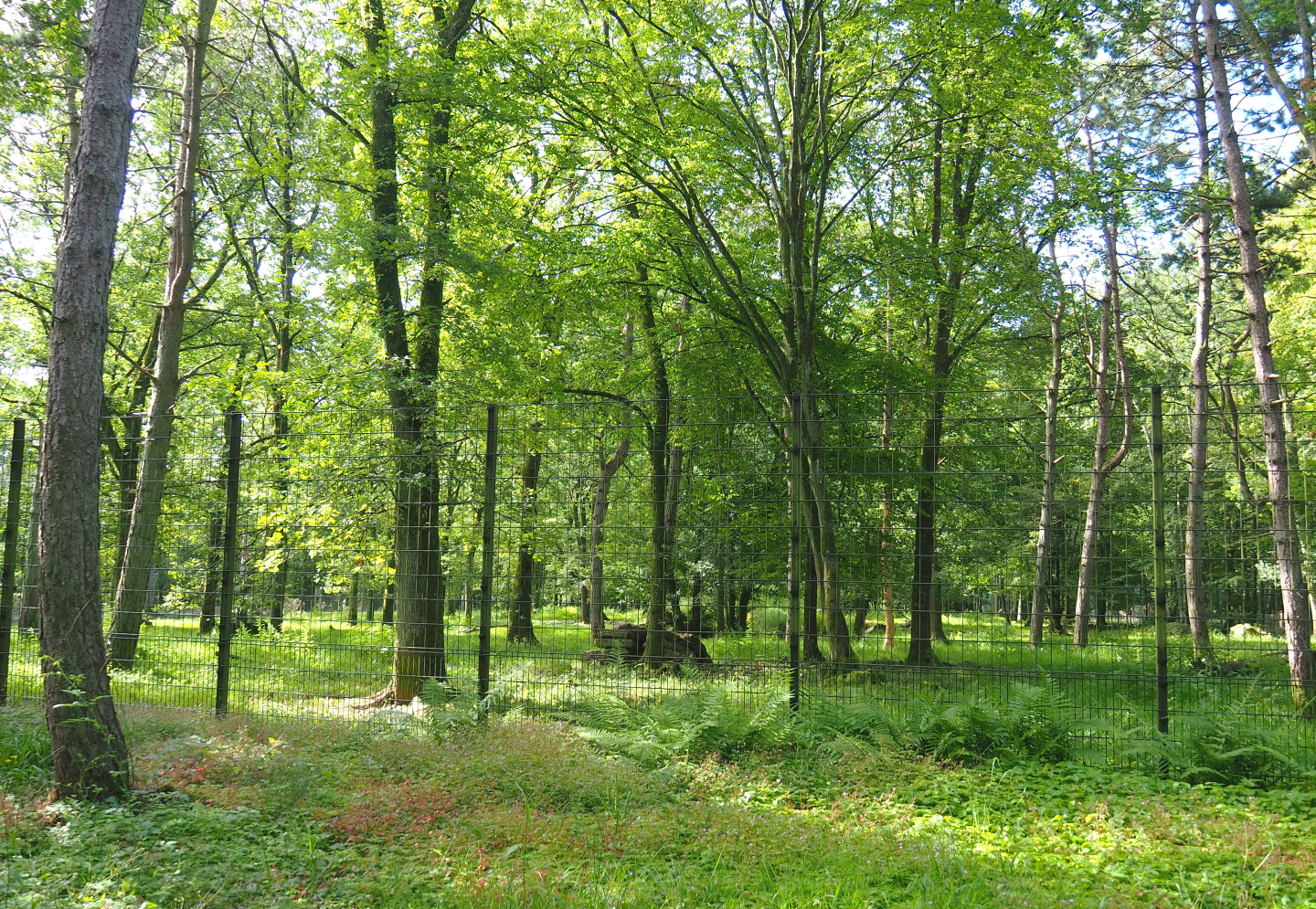 Eurasian wolf exhibit, 2021-08-15