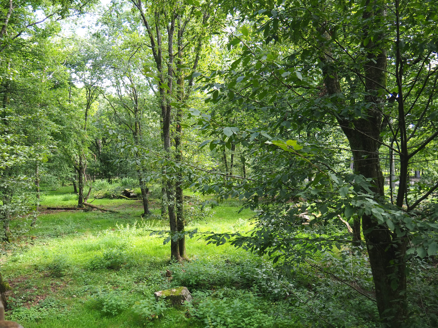 Eurasian wolf exhibit, 2021-08-15