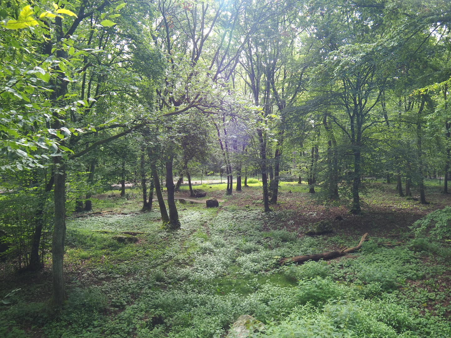 Eurasian wolf exhibit, 2021-08-15