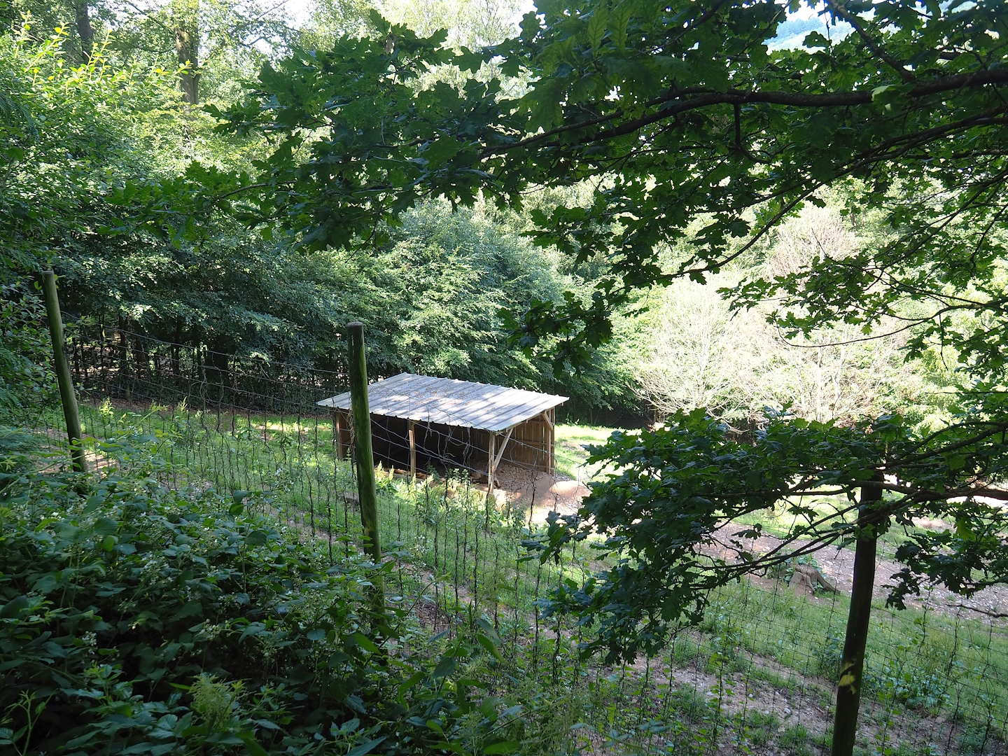 Eurasian wolf exhibit, 2023-06-24