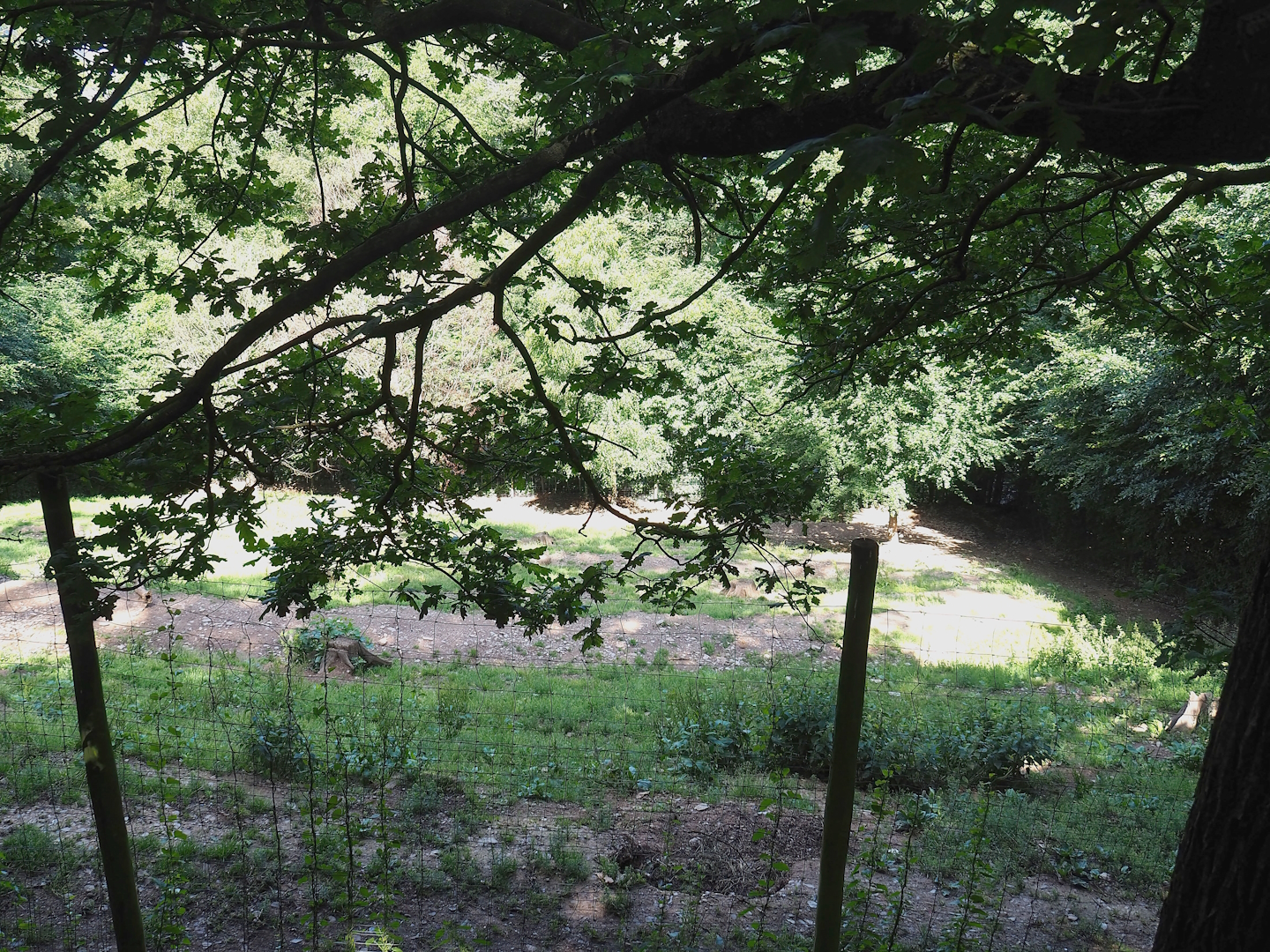 Eurasian wolf exhibit, 2023-06-24