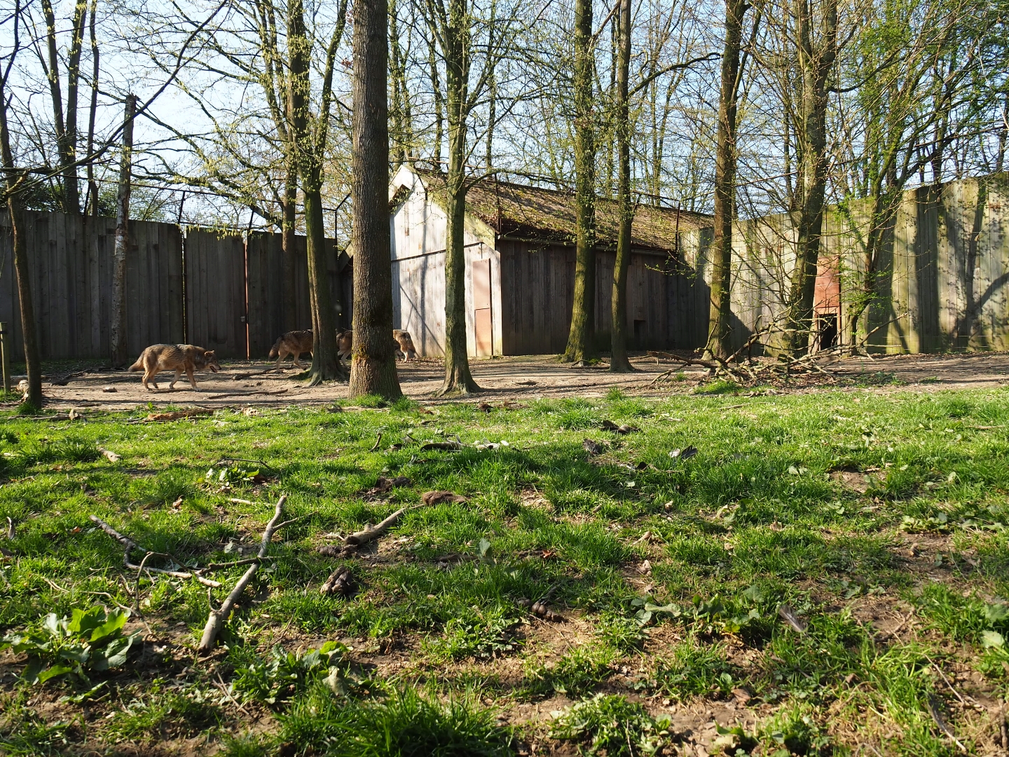 Eurasian wolf exhibit and holding building, 2019-03-30