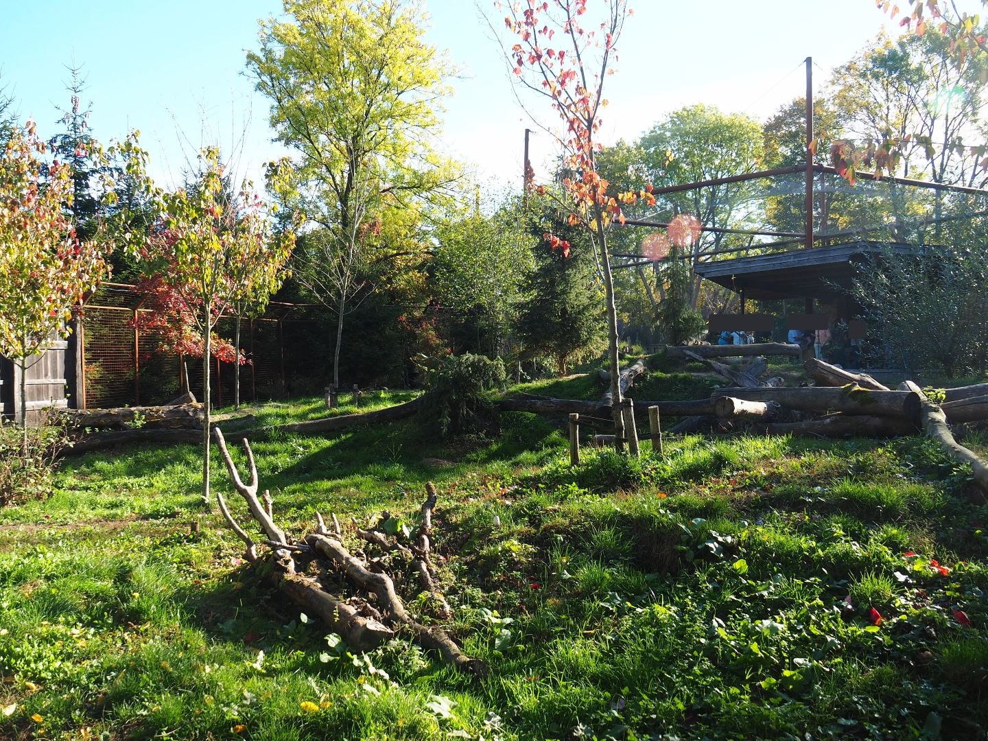 Eurasian wolf exhibit (Oct 13th, 2018)