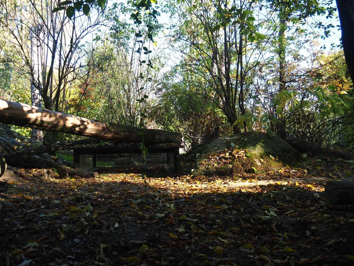 Eurasian wolf exhibit (Oct 13th, 2018)