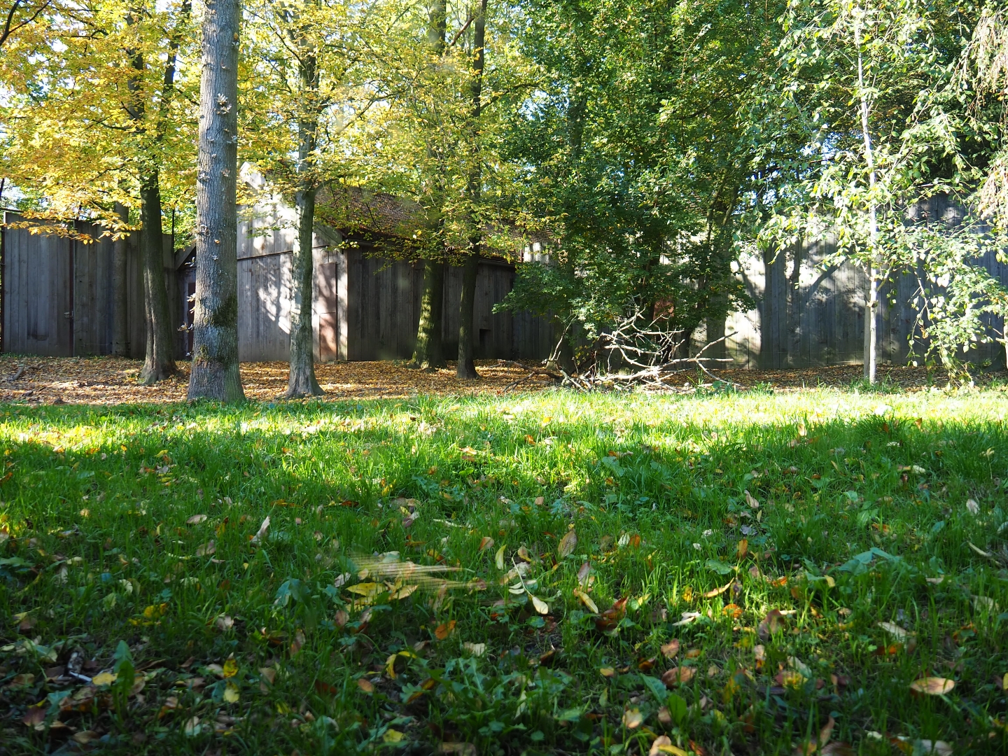 Eurasian wolf exhibit (Oct 13th, 2018)