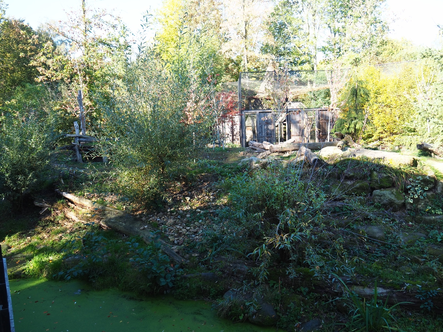 Eurasian wolf exhibit (Oct 13th, 2018)