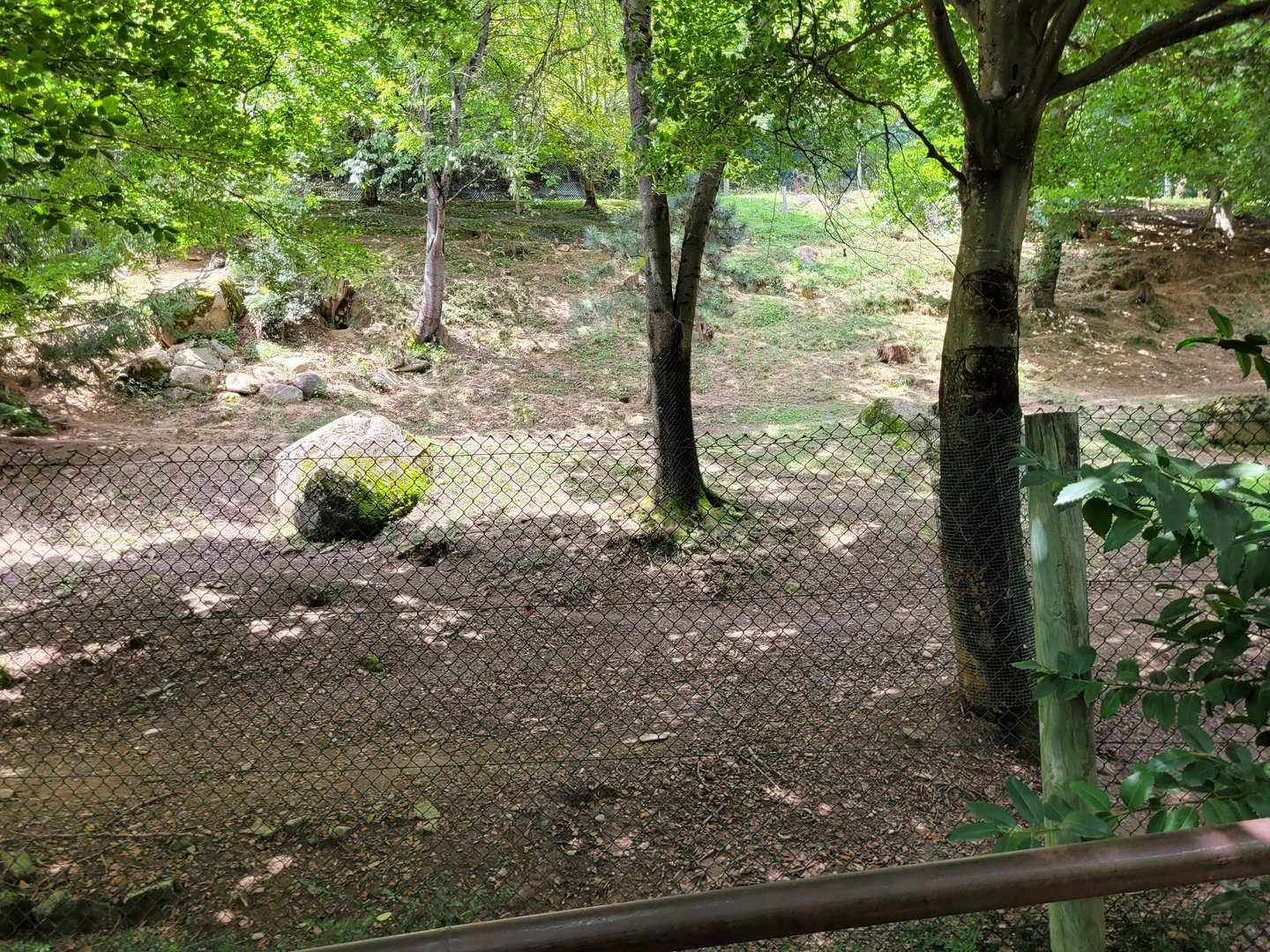 Eurasian wolf exhibit -Parc Animalier des Pyrénées (2023)
