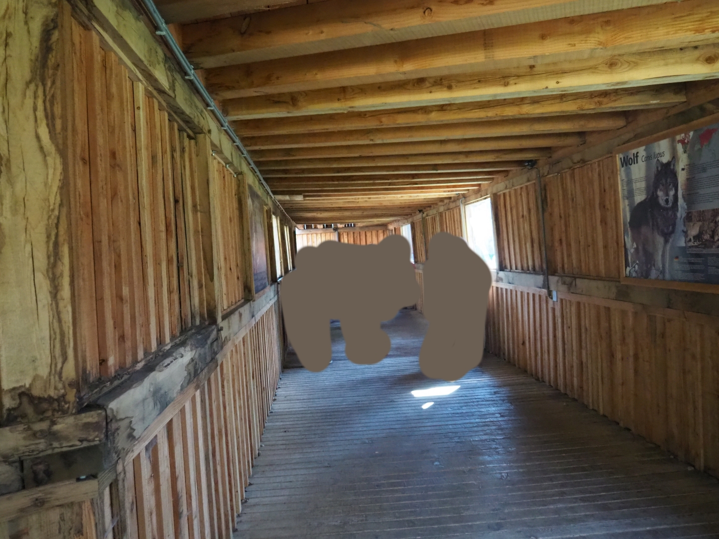 Eurasian wolf exhibit viewing tunnel, 2019-03-30