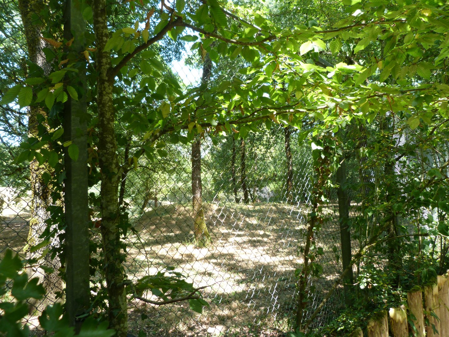 Eurasian wolf exhibit -Zoodyssée (2025)