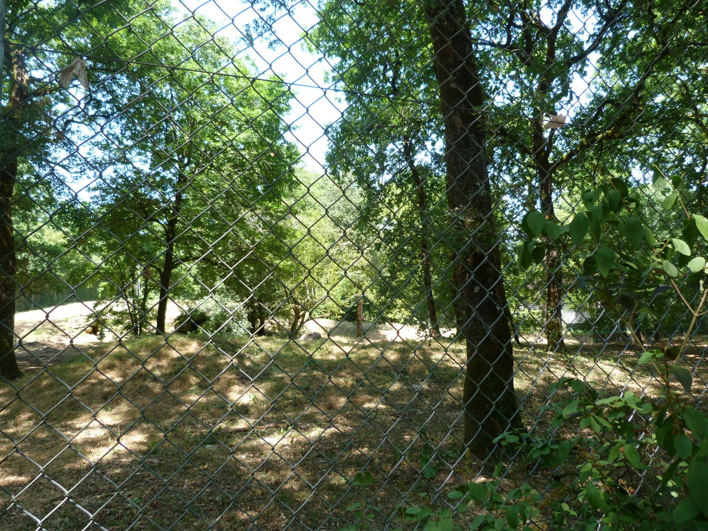 Eurasian wolf exhibit -Zoodyssée (2025)