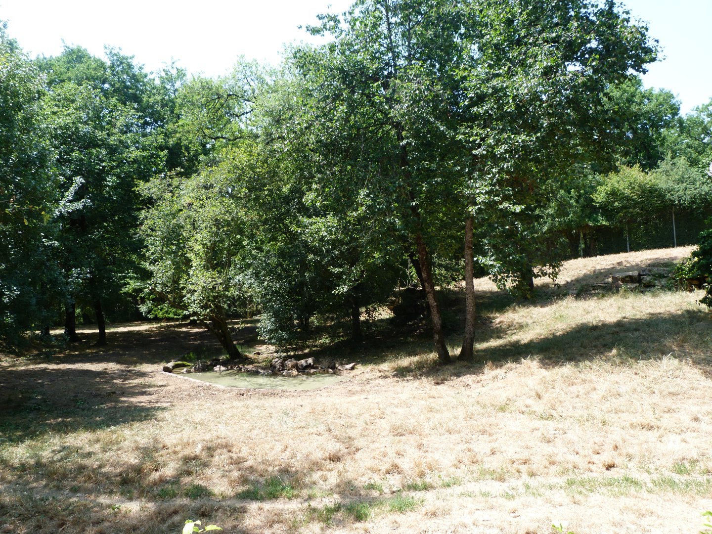 Eurasian wolf exhibit -Zoodyssée (2025)