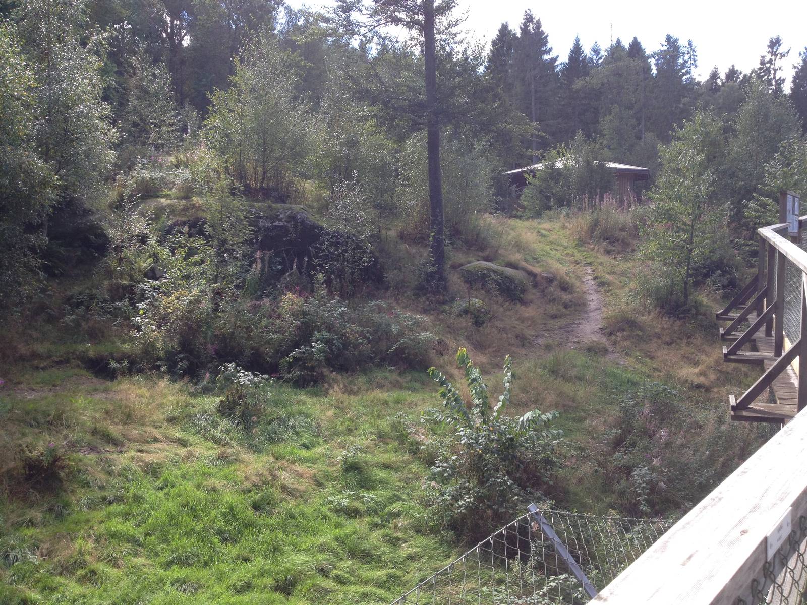 Eurasian Wolf exhibit