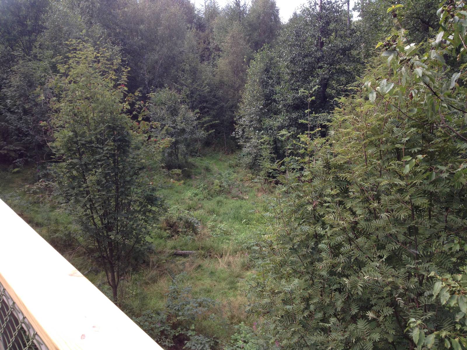 Eurasian Wolf exhibit