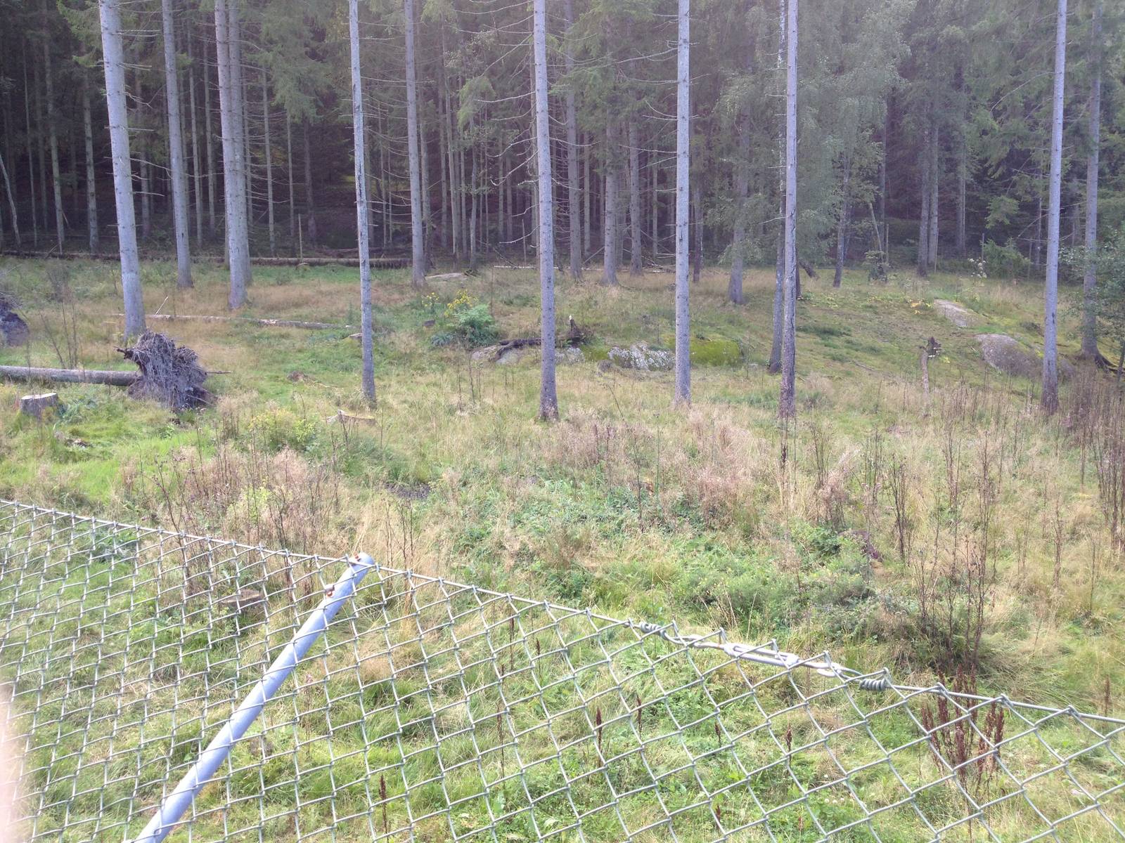 Eurasian Wolf exhibit