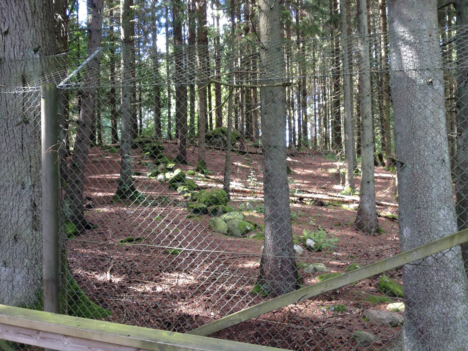 Eurasian Wolf exhibit