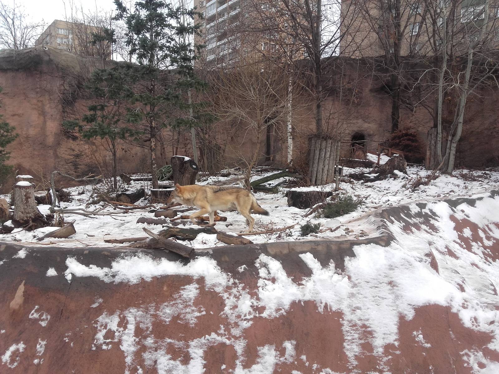 Eurasian wolf exhibit