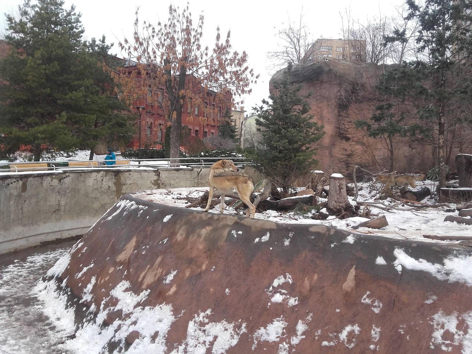 Eurasian wolf exhibit