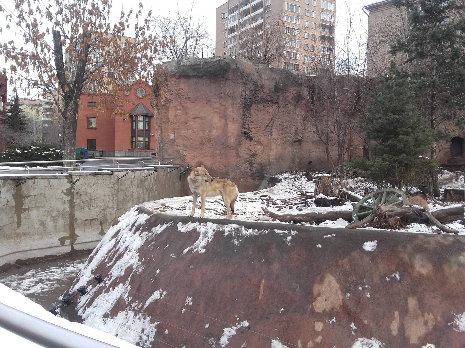 Eurasian wolf exhibit