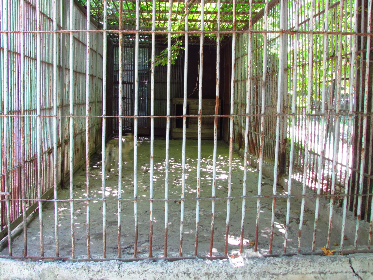 Eurasian wolf exhibit