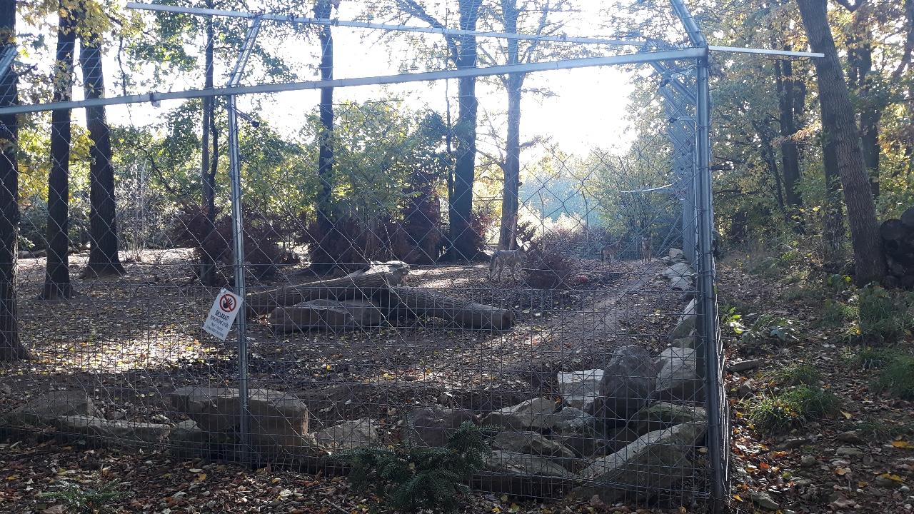 Eurasian wolf exhibit