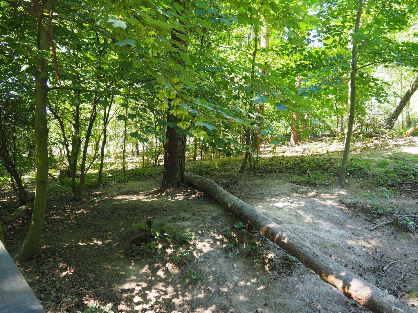 Eurasian Wolf Exhibit