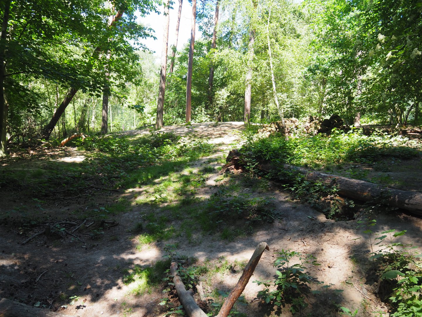 Eurasian Wolf Exhibit