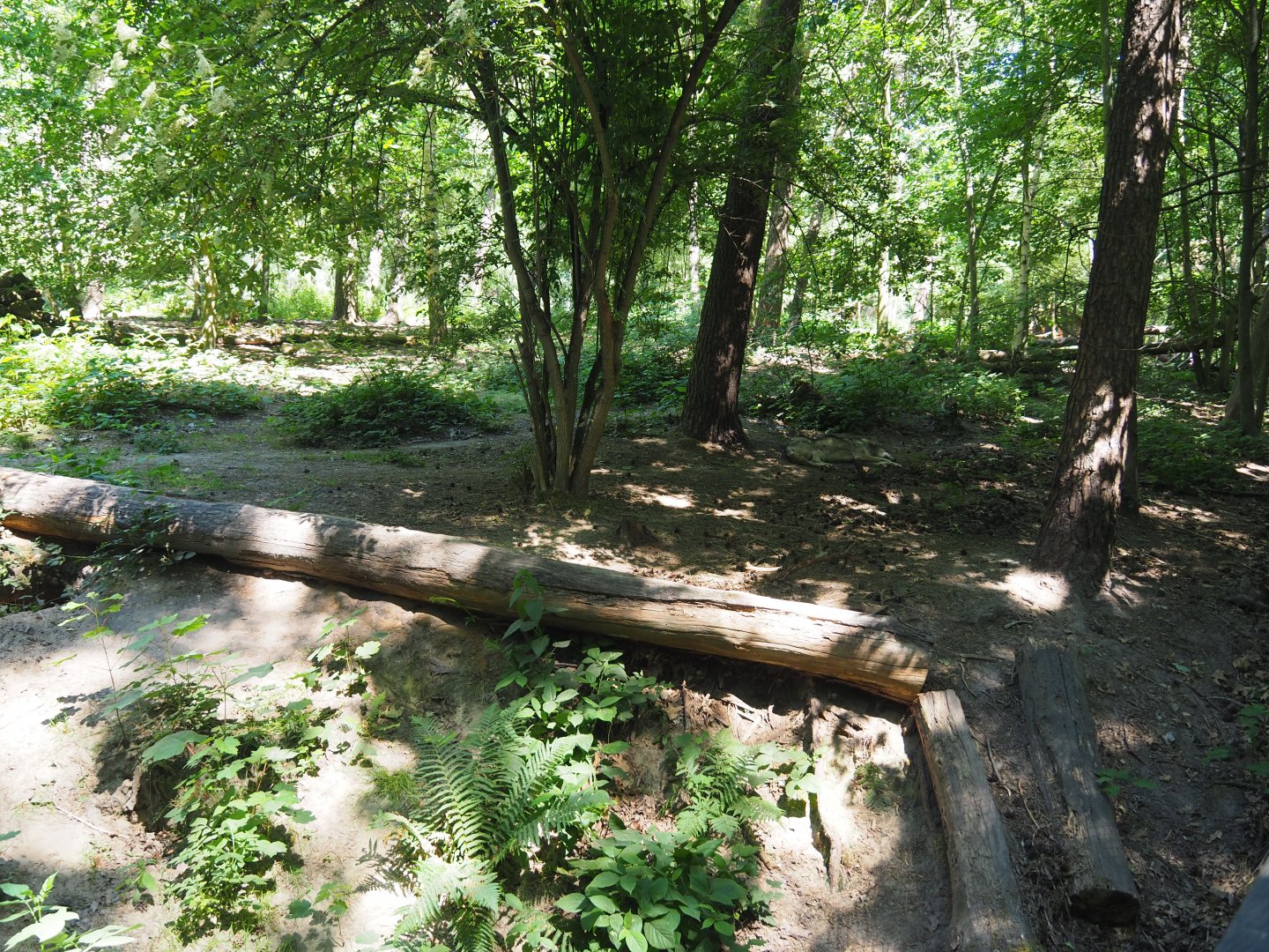 Eurasian Wolf Exhibit