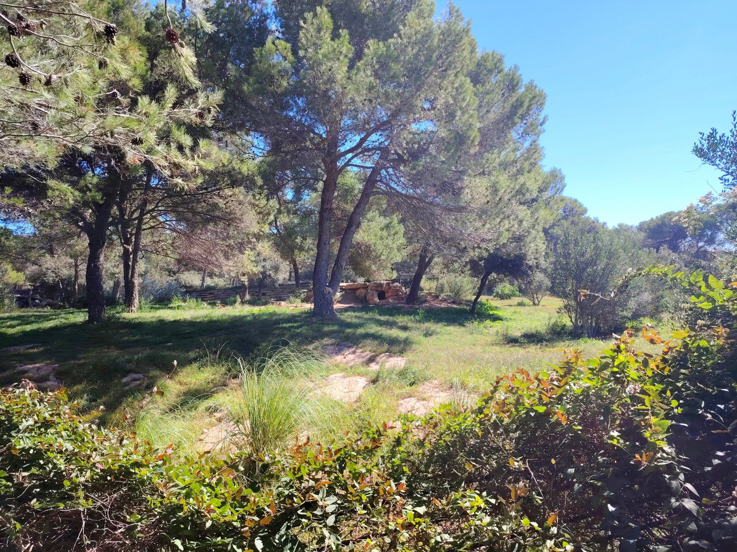 Eurasian Wolf Exhibit