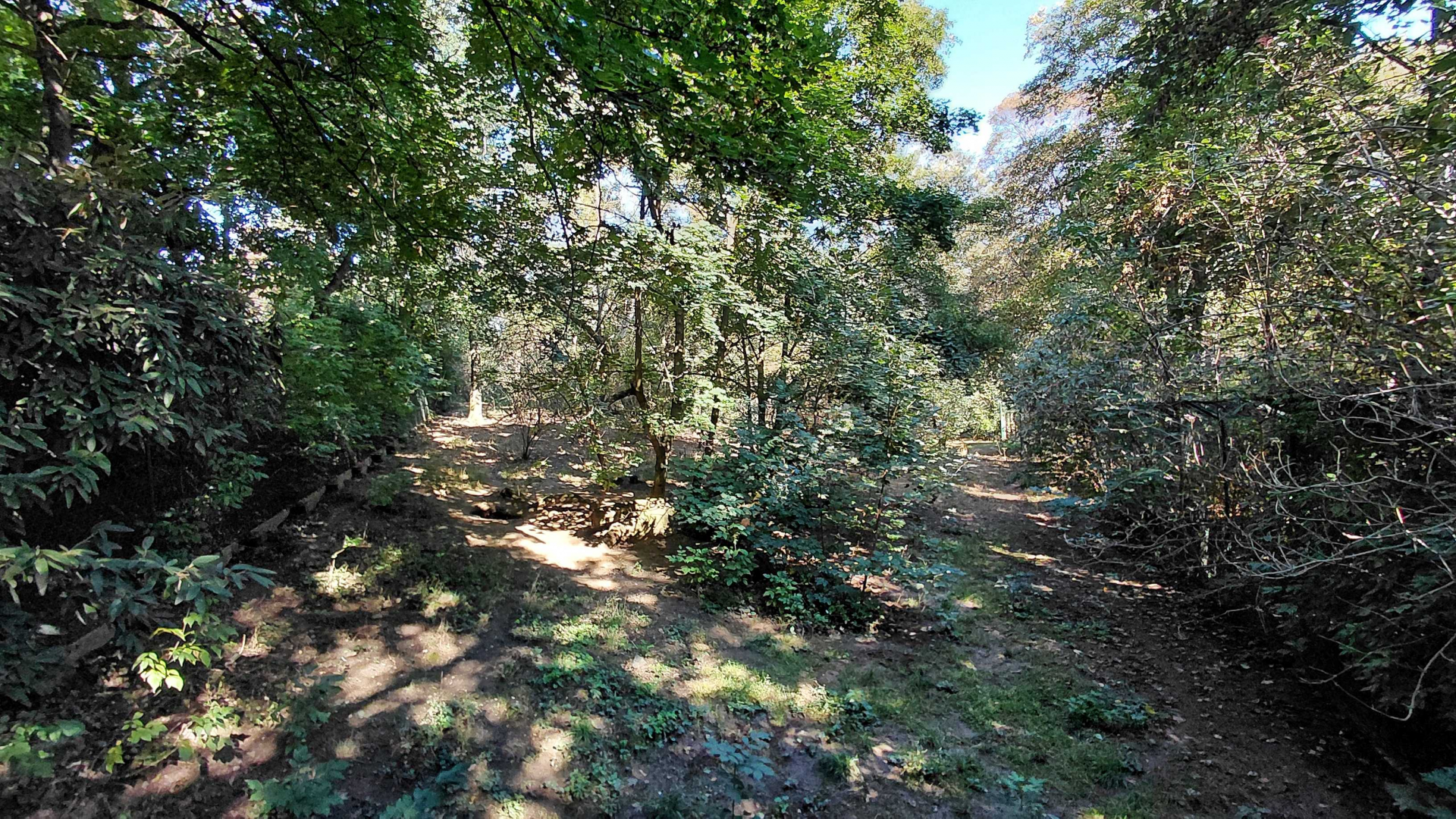 Eurasian wolf exhibit