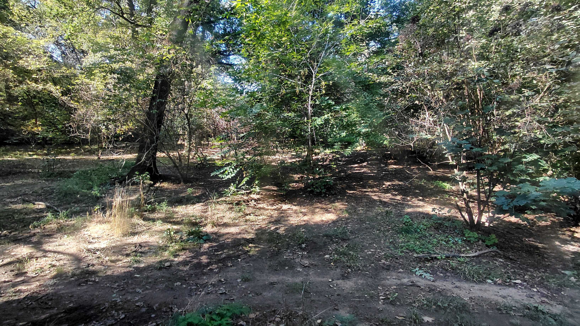 Eurasian wolf exhibit