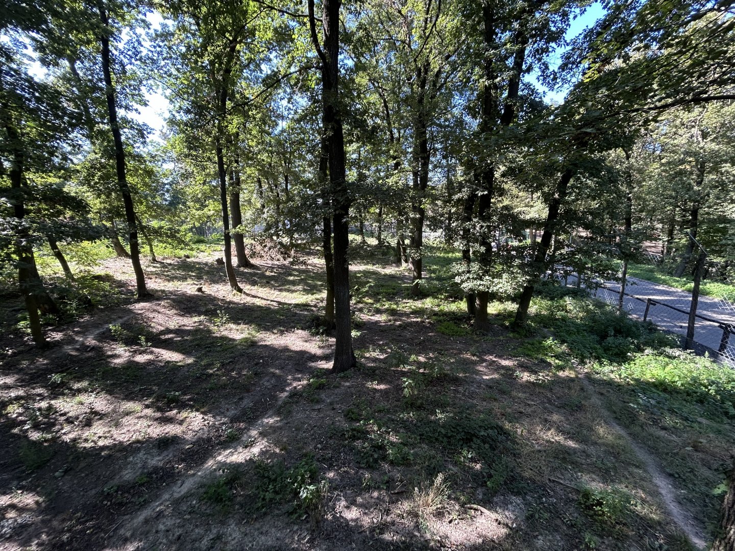 Eurasian Wolf Exhibit