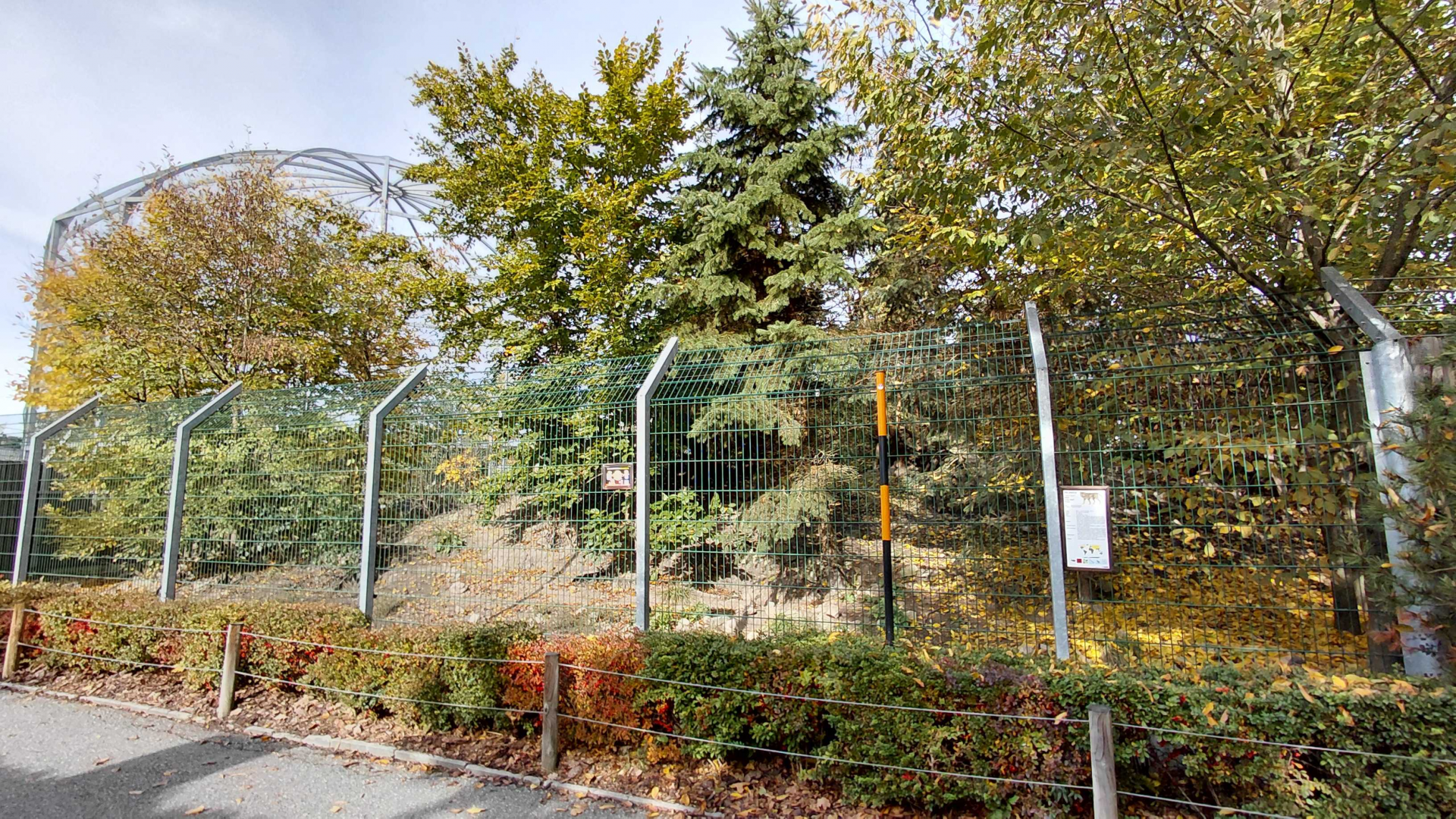 Eurasian wolf exhibit