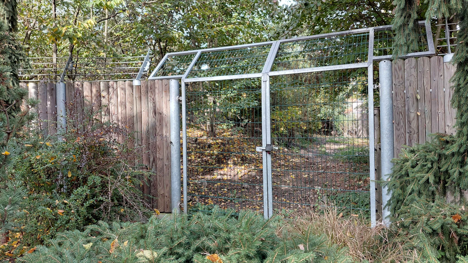 Eurasian wolf exhibit