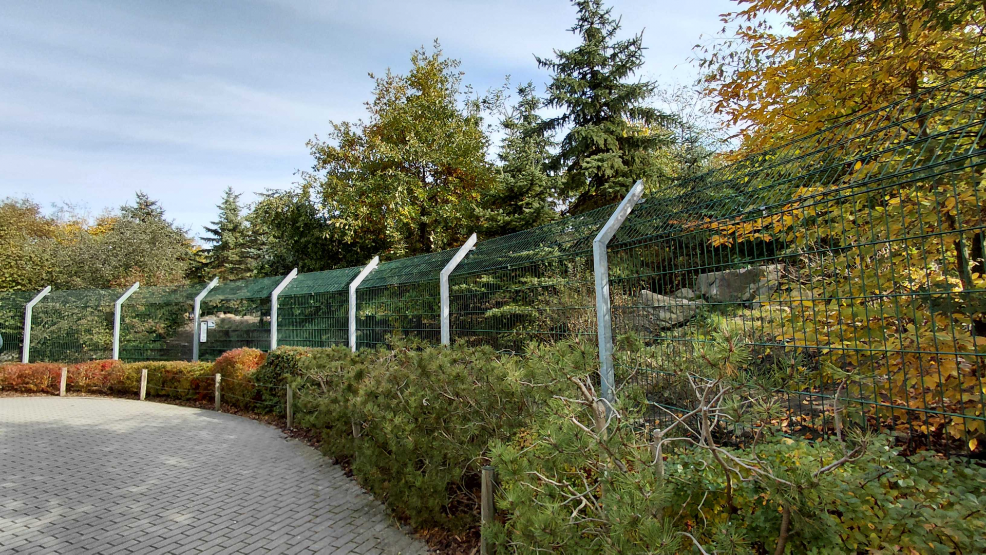 Eurasian wolf exhibit