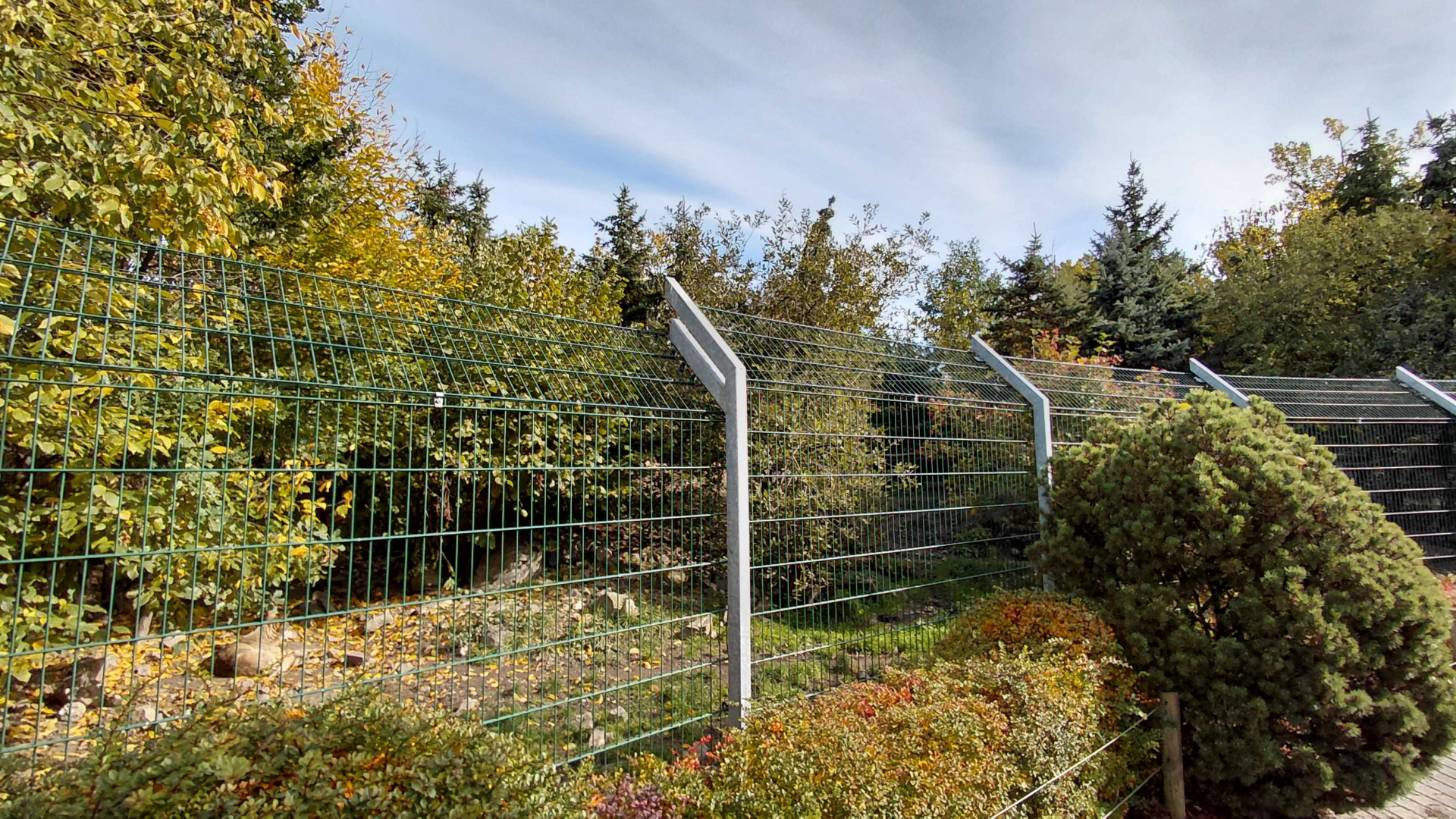 Eurasian wolf exhibit