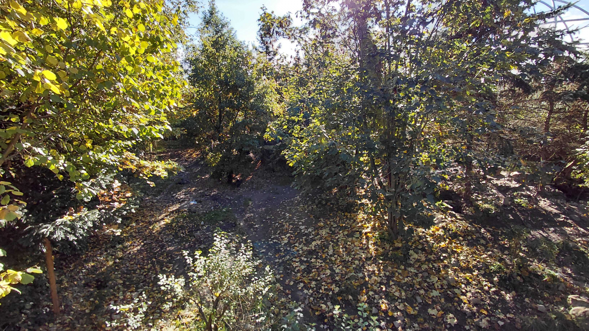 Eurasian wolf exhibit