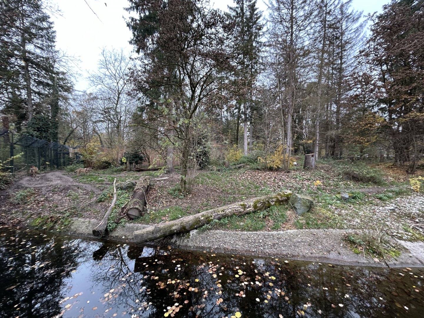 Eurasian Wolf Exhibit