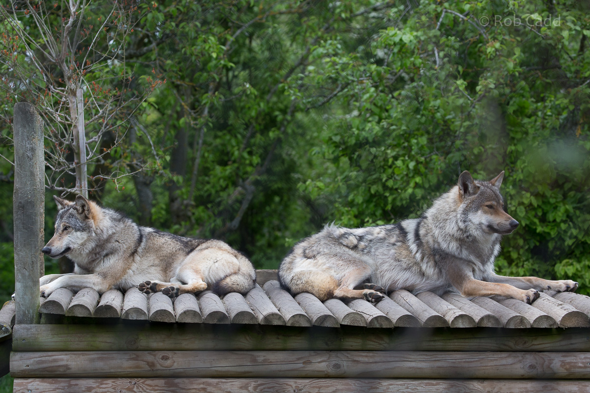 Eurasian wolf : Howletts : 06 May 2017