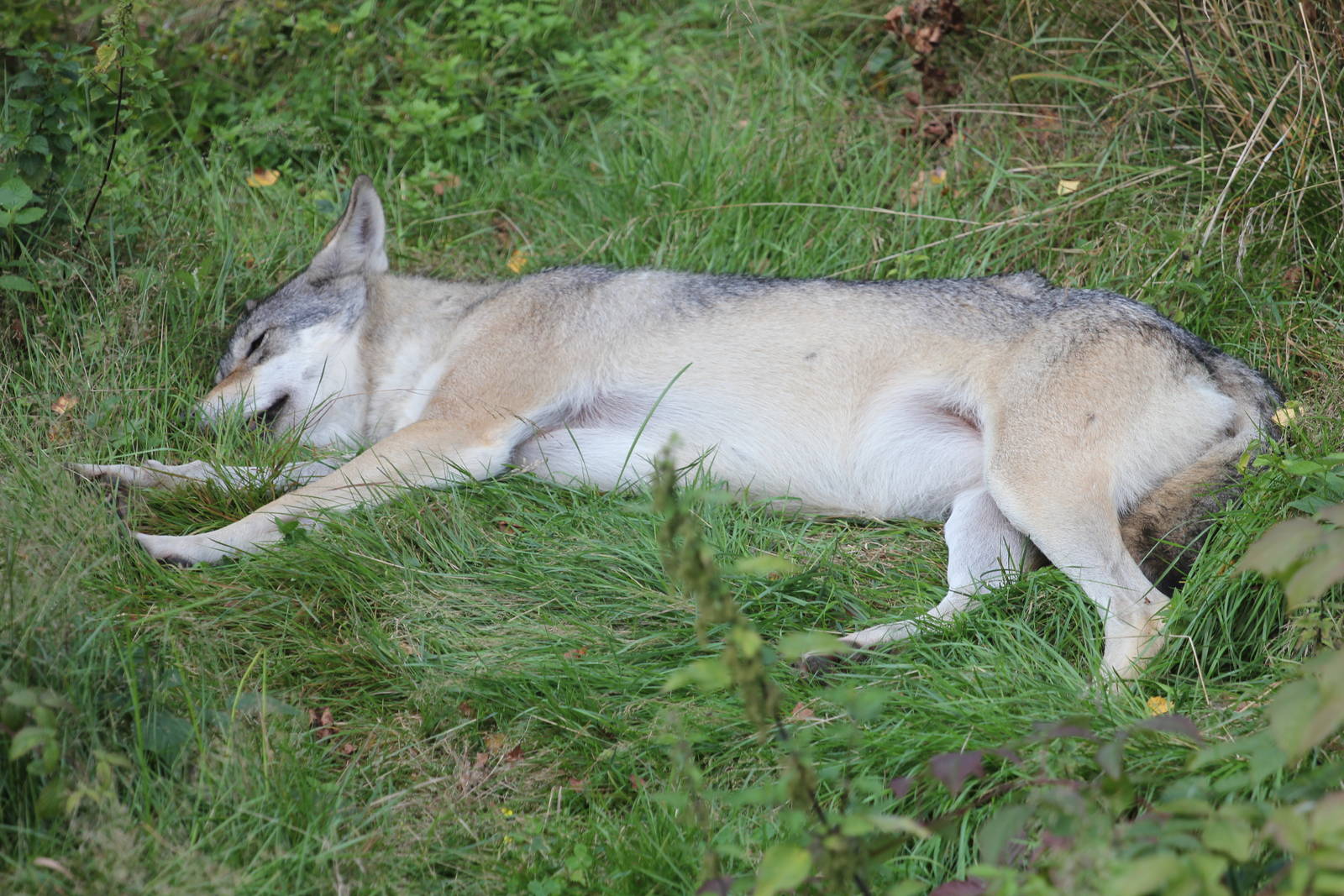 Eurasian Wolf is relaxing!