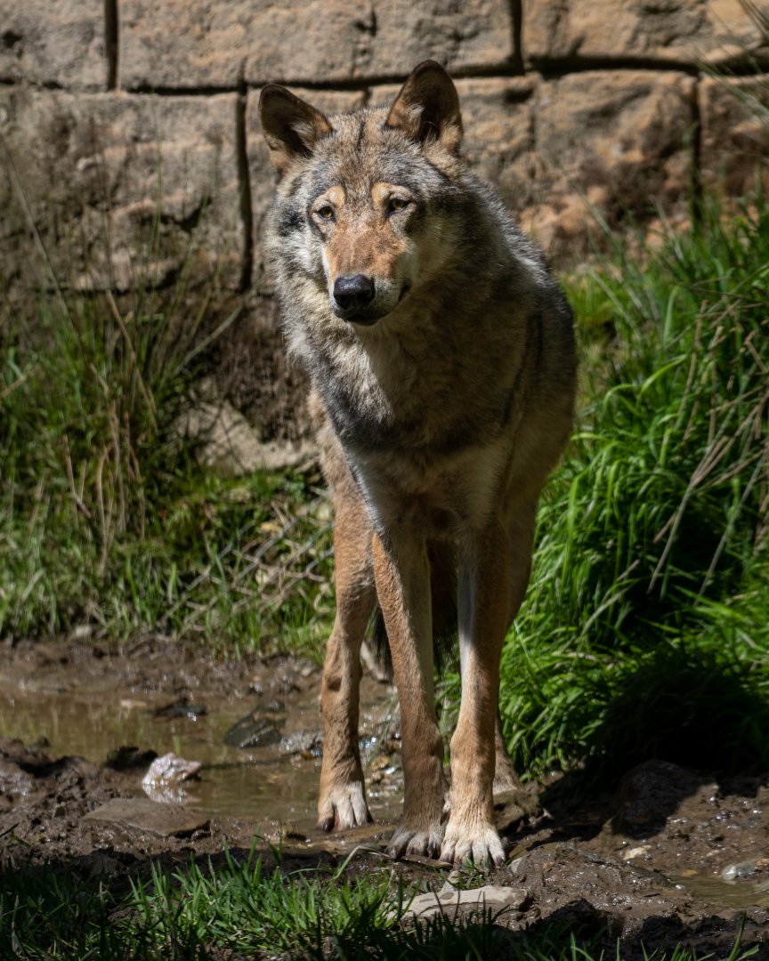 Eurasian Wolf (male) / Exmoor Zoo / 19-5-21