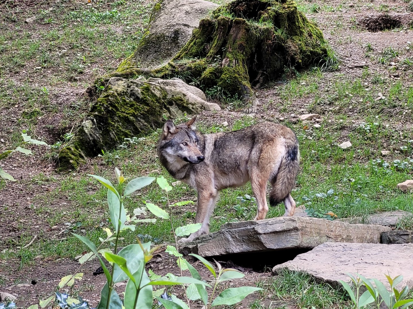 Eurasian wolf -Parc Animalier des Pyrénées (2023)