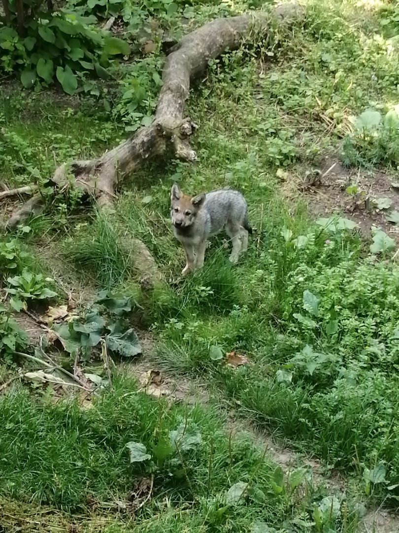 Eurasian wolf pup (Canis lupus lupus)