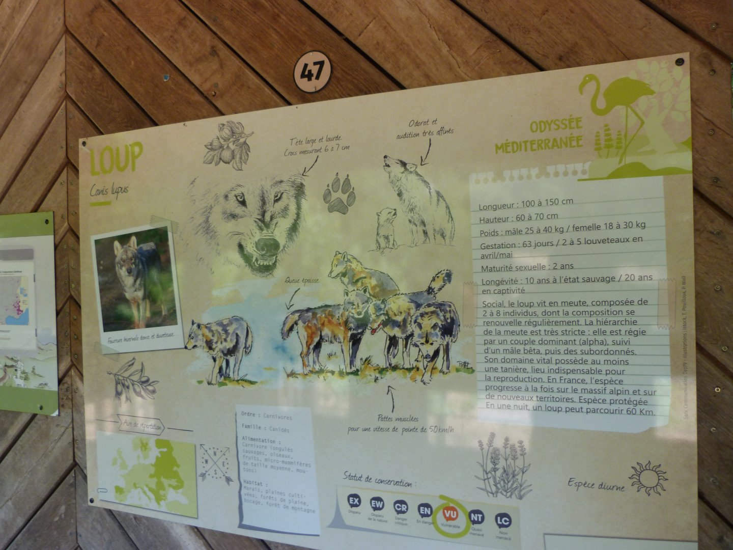 Eurasian wolf sign -Zoodyssée (2025)