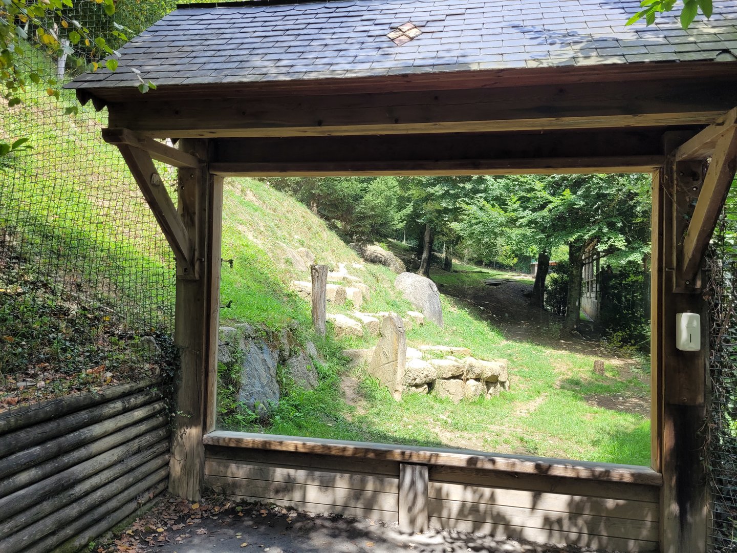 Eurasian wolf view -Parc Animalier des Pyrénées (2023)